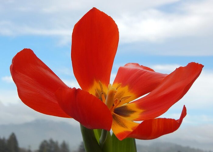 Flower Greeting Card featuring the photograph Tulip In The Sky by Gallery Of Hope 