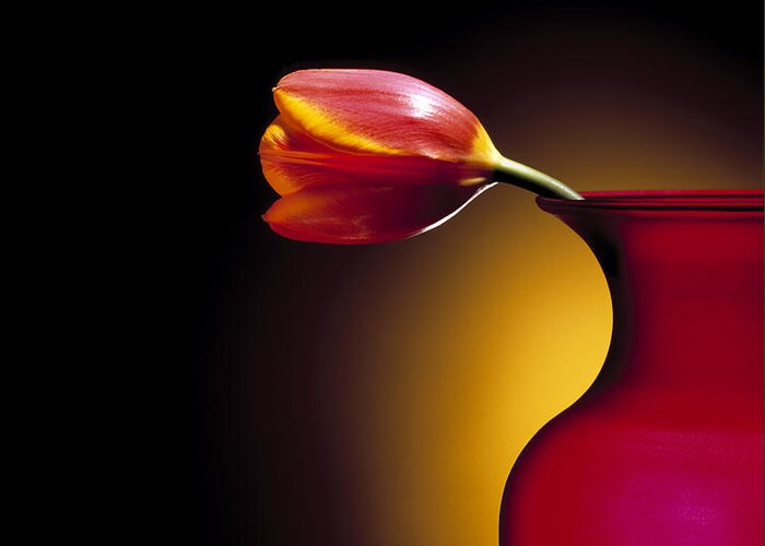 Flower Greeting Card featuring the photograph Tulip in Vase by Daniel Troy