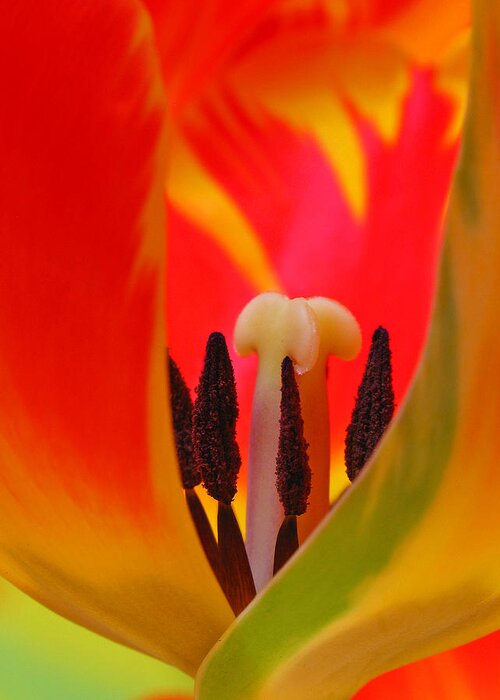 Tulip Greeting Card featuring the photograph Tulip Intimate by Juergen Roth