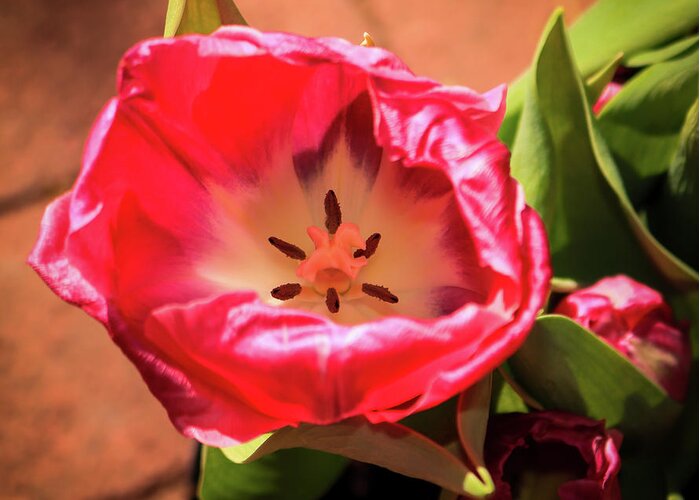  Greeting Card featuring the photograph Tulip by Dr Janine Williams