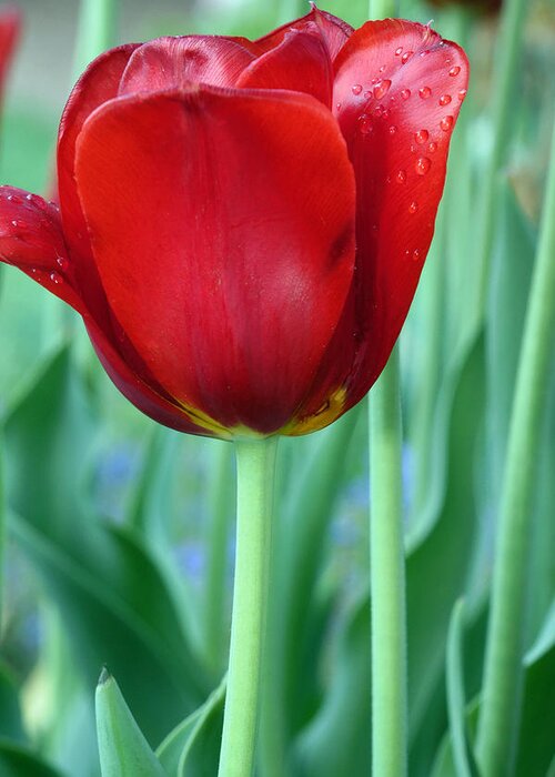 Red Tulip Greeting Card featuring the photograph Tulip by Michelle Joseph-Long