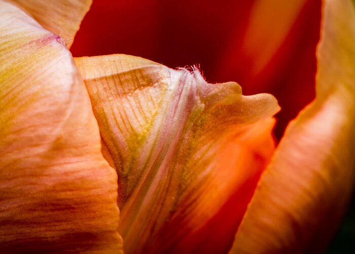 Jay Stockhaus Greeting Card featuring the photograph Tulip Petals by Jay Stockhaus