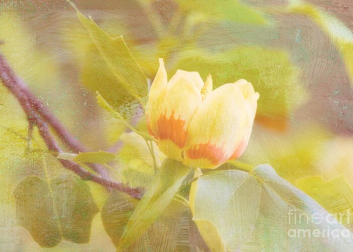 Tulip Poplar Greeting Card featuring the photograph Tulip Poplar by Patricia Montgomery