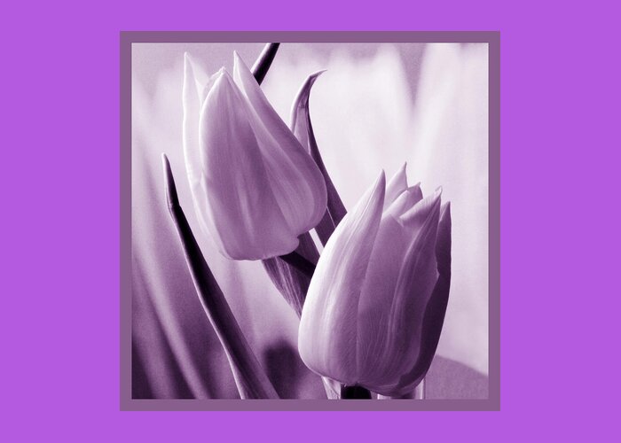 Tulip Greeting Card featuring the photograph Tulip Purple Tint. by Terence Davis