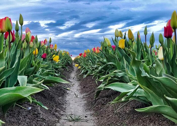 Tulip Greeting Card featuring the photograph Tulip Rows by Brian Eberly