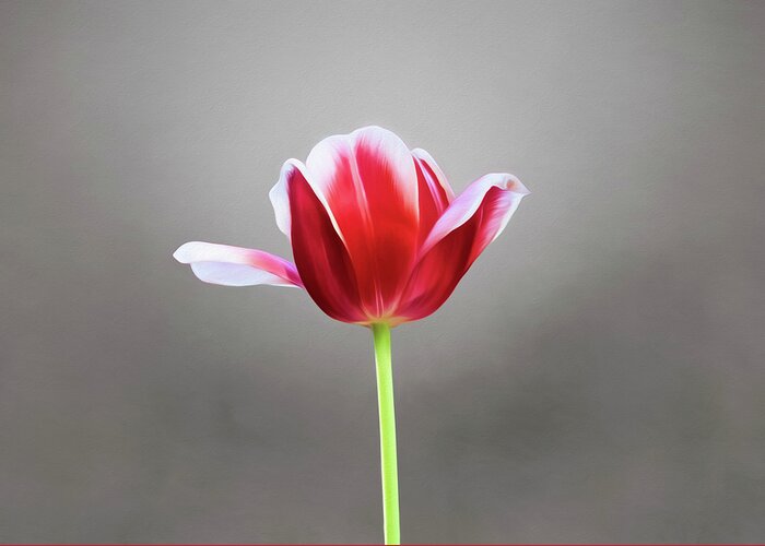 Tulips Greeting Card featuring the photograph Tulip by Steven Michael