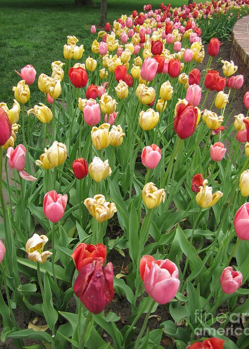 Flower Greeting Card featuring the photograph Tulip Time Trail by Adri Turner