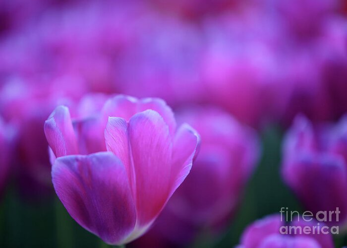 Tulips Greeting Card featuring the photograph Tulips #693 by Carien Schippers