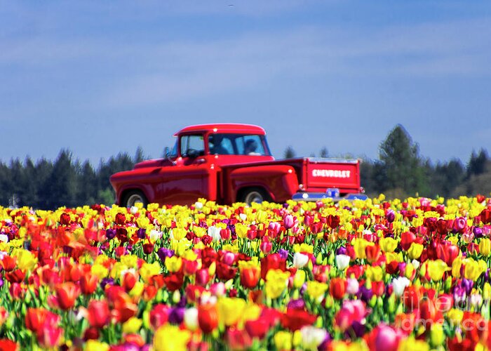 Tulips Greeting Card featuring the photograph Tulips and Red Chevy Truck by Louise Magno