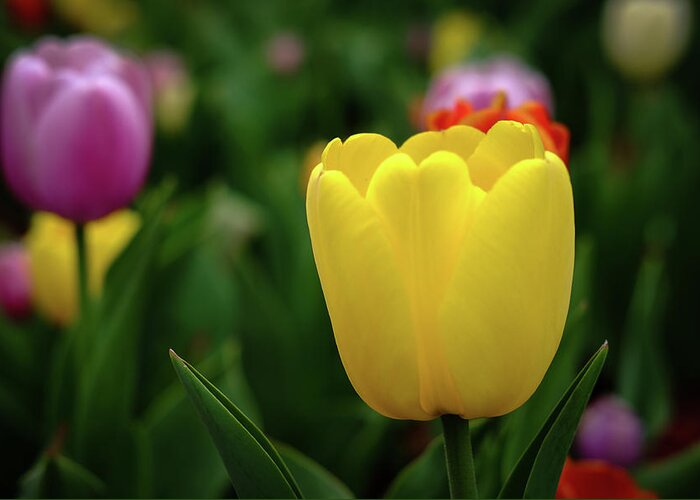 Flowers Greeting Card featuring the photograph Tulips at Campus by Monte Stevens