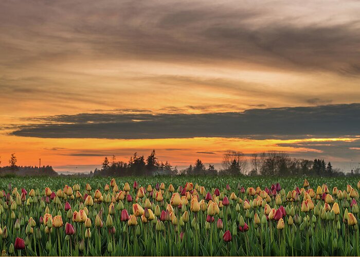 Woodburn Greeting Card featuring the photograph Tulips at Sunset by Greg Nyquist