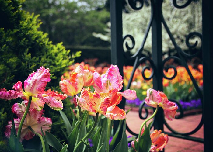 Tulips Greeting Card featuring the photograph Tulips at the Garden Gate by Jessica Jenney