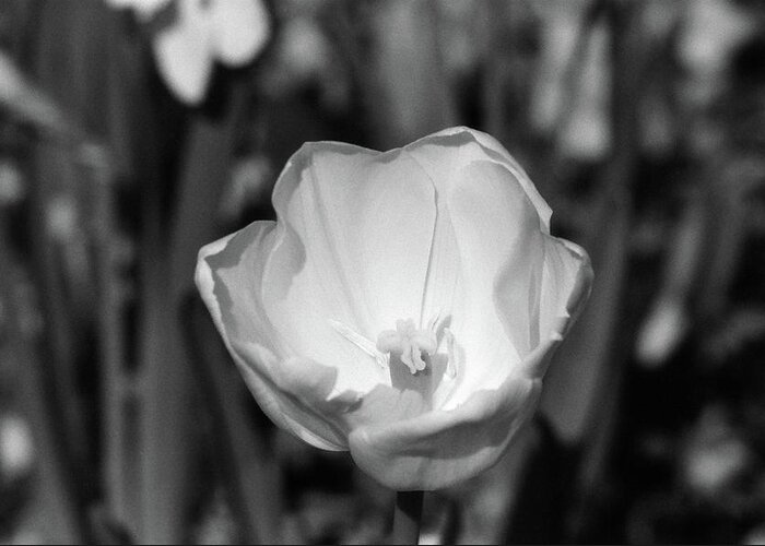 Tulip Greeting Card featuring the photograph Tulips - Beauty In Bloom - BW Infrared SFX 05 by Pamela Critchlow
