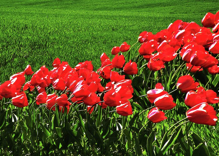 Tulips Greeting Card featuring the photograph Tulips in the Wind by Steven Michael