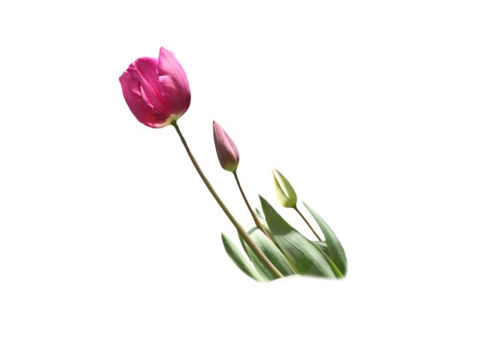 T-shirt Greeting Card featuring the photograph Tulips on Transparent background by Terri Waters