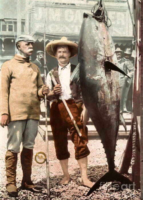Tuna Greeting Card featuring the photograph Tuna Fishing 1902 Catalina Island by Sad Hill - Bizarre Los Angeles Archive