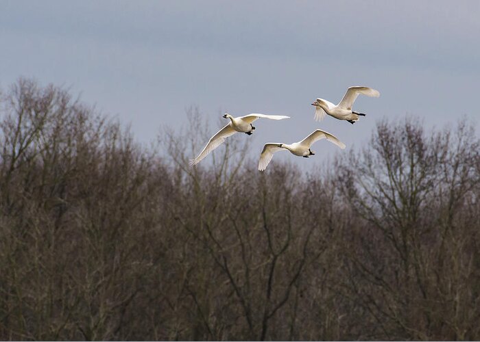 Nature Greeting Card featuring the photograph Tundra Swan Trio by Donald Brown