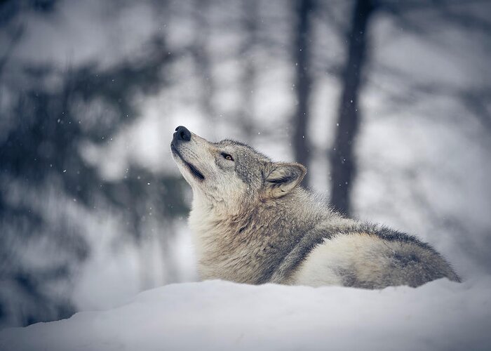 Snow Greeting Card featuring the photograph Tundra Wolf Winter by Scott Slone