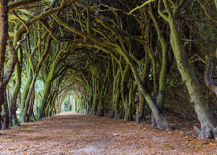 Campus Greeting Card featuring the photograph Tunnel of intertwined Yew trees by Semmick Photo
