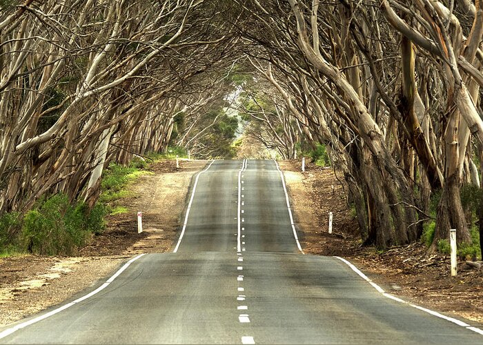 Road Greeting Card featuring the photograph Tunnel of Trees by Catherine Reading
