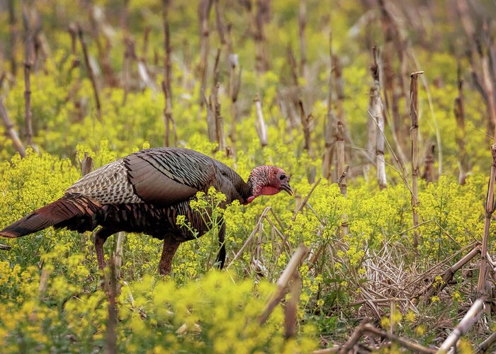 Turkey Greeting Card featuring the photograph Turkey in the Goldenrod #1 by Susan Rissi Tregoning