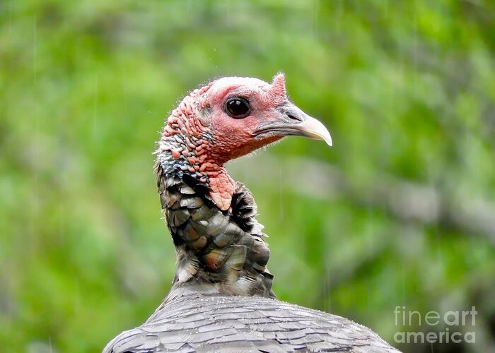 Turkey Greeting Card featuring the photograph Turkey in the Rain by Beth Myer Photography