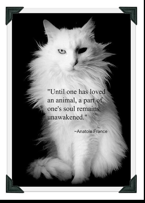 Turkish Angora Greeting Card featuring the photograph Turkish Angora Portrait with Anatole France Quote by Aurelio Zucco