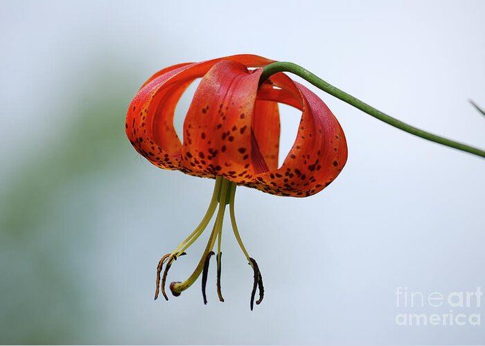 Tucker County Greeting Card featuring the photograph Turk's Cap Lily by Randy Bodkins