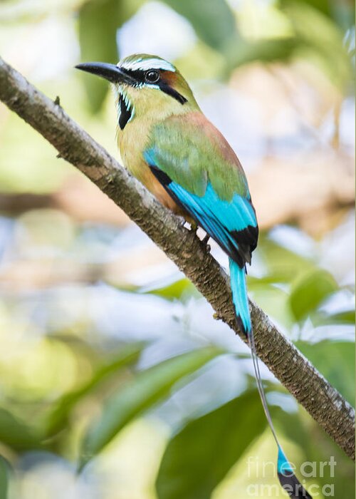 Animals In The Wild Greeting Card featuring the photograph Turquoise-browed motmot by Oscar Gutierrez