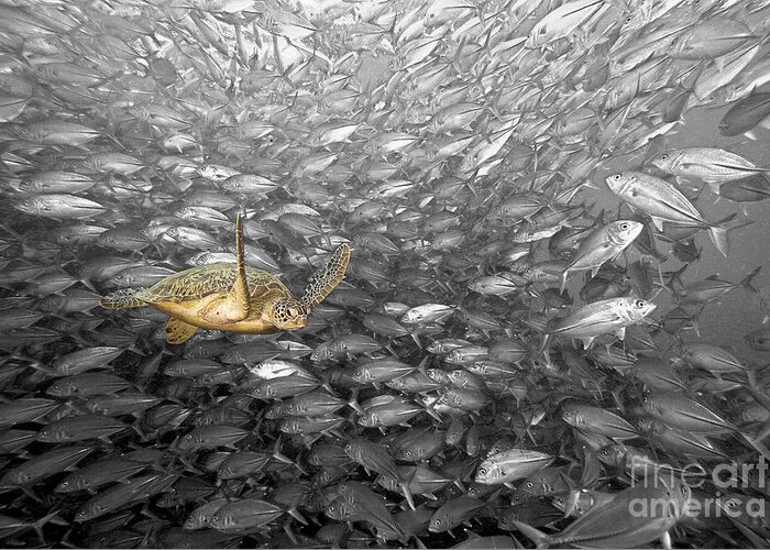 Animal Art Greeting Card featuring the photograph Turtle and Fish School by Dave Fleetham - Printscapes