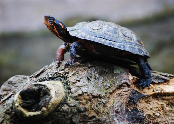 Turtle Greeting Card featuring the photograph Turtle and the Hippo by Eric Liller