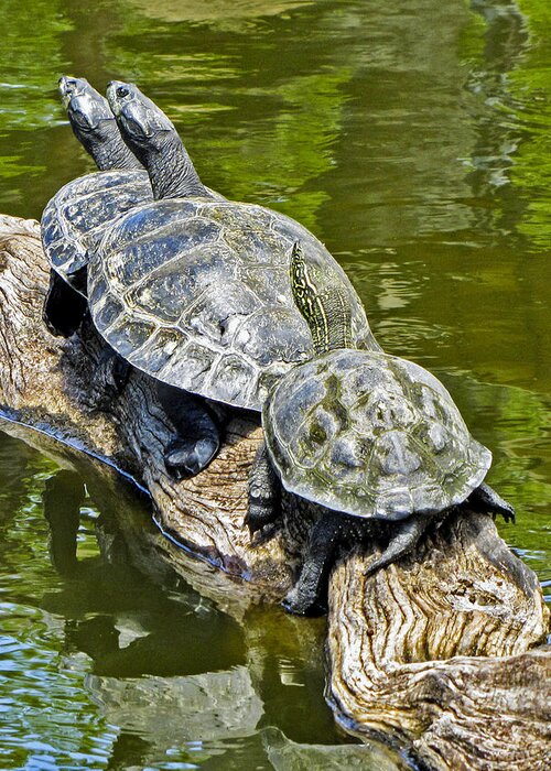 Pond Greeting Card featuring the photograph Turtle Family by Bob Slitzan