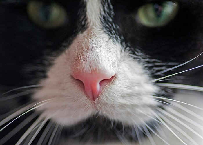 Tuxedo Greeting Card featuring the photograph Tuxedo Cat Whiskers and Pink Nose by Toby McGuire