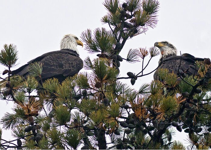 Bird Greeting Card featuring the photograph Twin Eagles by John Rowe