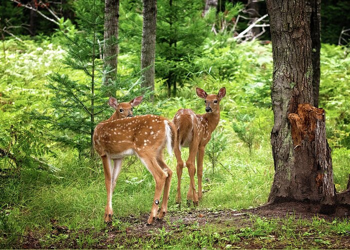 Twin Fawn Print Greeting Card featuring the photograph Twin Fawns Whitetail Deer Print by Gwen Gibson
