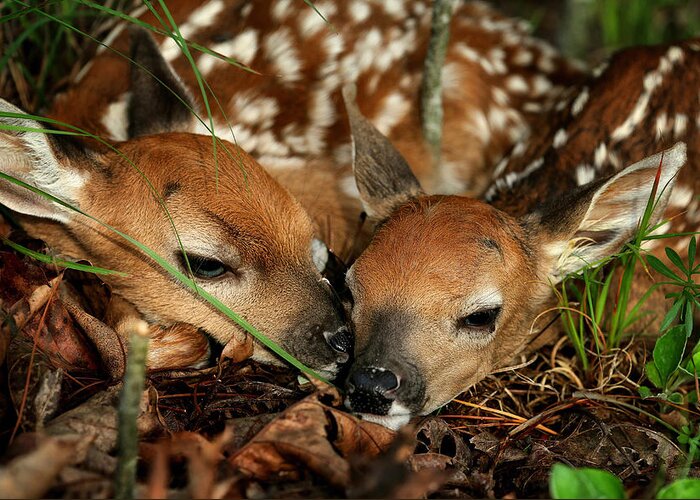 Whitetail Deer Greeting Card featuring the photograph Twin Newborn Fawns by Michael Dougherty