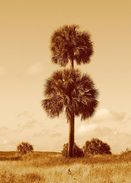 Nature Greeting Card featuring the photograph Twin Palms by Peggy Urban