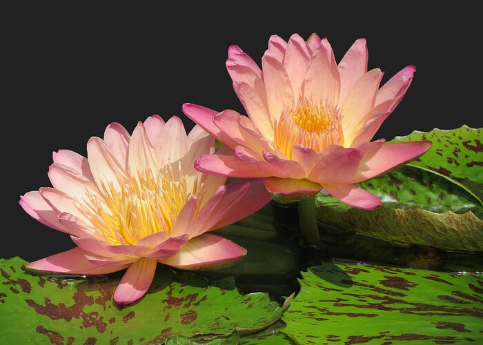 Waterlilies Greeting Card featuring the photograph Twin Pink ilies by Vijay Sharon Govender