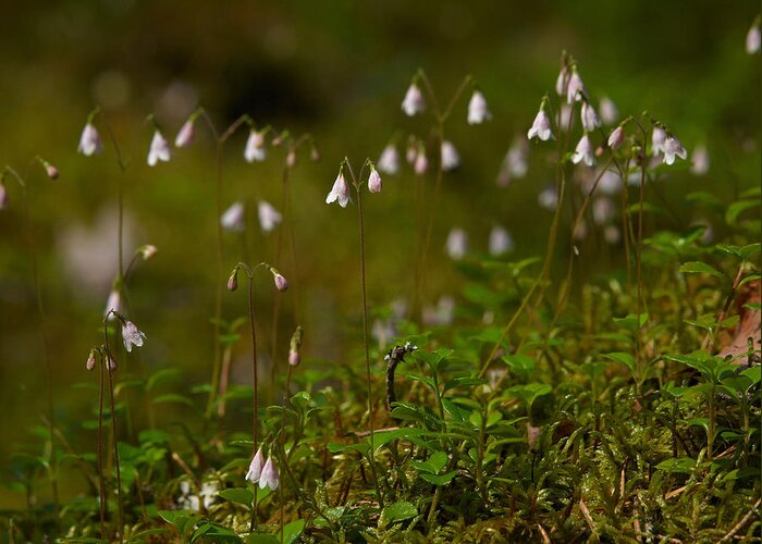 Helvetinjarvi National Park Greeting Card featuring the photograph Twinflower by Jouko Lehto