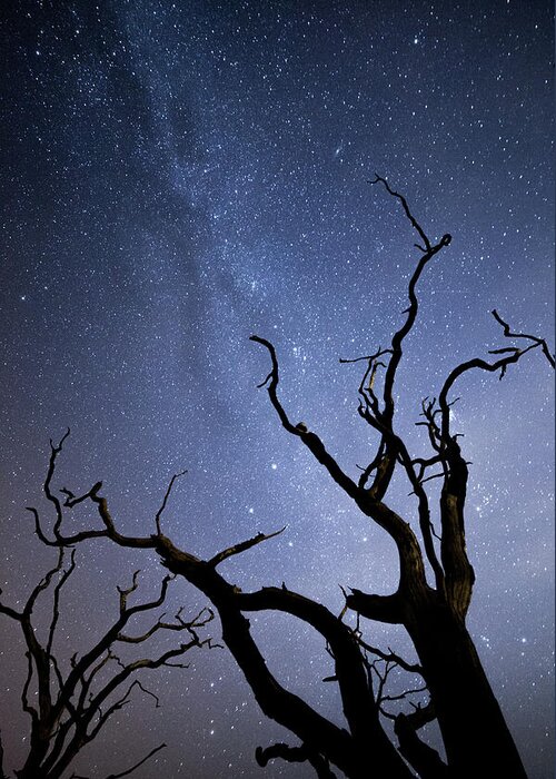 Milky Way Greeting Card featuring the photograph Twisted Spooky Trees and the Milky Way Stars by Anita Nicholson