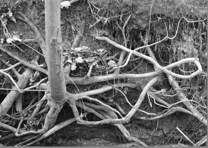 Sandra Church Greeting Card featuring the photograph Showing It's Roots #1 by Sandra Church
