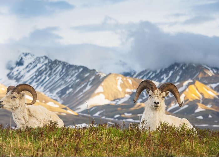 Alaska Greeting Card featuring the photograph Two Adult Dall Sheep Rams Resting by Michael Jones