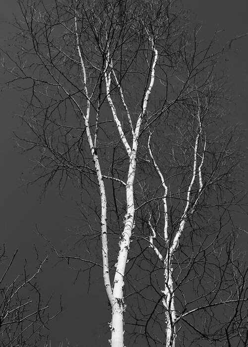 Birch Trees Greeting Card featuring the photograph Two Birches 2018 BW by Mary Bedy