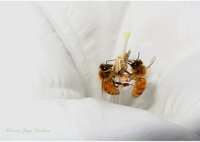 Bee Greeting Card featuring the photograph Two Busy by Joyce Dickens