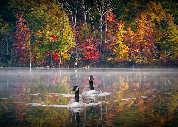 Canada Greeting Card featuring the photograph Two Canadian Geese swimming in Autumn by Randall Nyhof