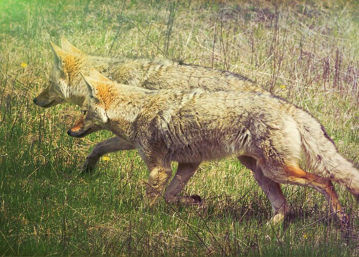 Animal Greeting Card featuring the photograph Two Coyotes by Natalie Rotman Cote