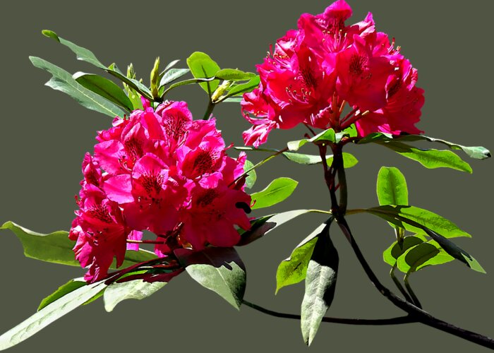 Rhododentron Greeting Card featuring the photograph Two Dark Red Rhododendrons by Susan Savad