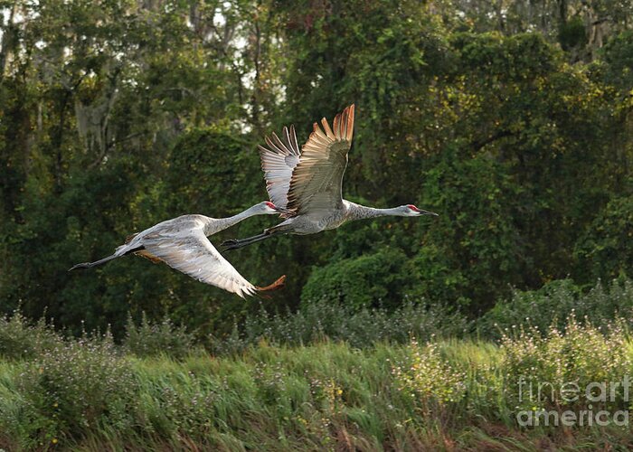 Sandhill Crane Greeting Card featuring the photograph Two Florida Sandhill Cranes in Flight by Carol Groenen