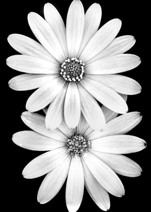 Black And White Spring Flowers Greeting Card featuring the photograph Two Flowers by Az Jackson