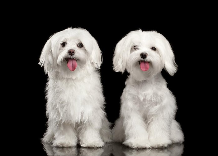 Maltese Greeting Card featuring the photograph Two Happy White Maltese Dogs Sitting, Looking in Camera isolated by Sergey Taran